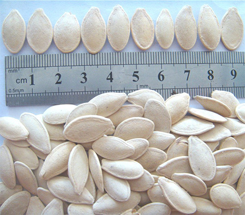 pumpkin seed