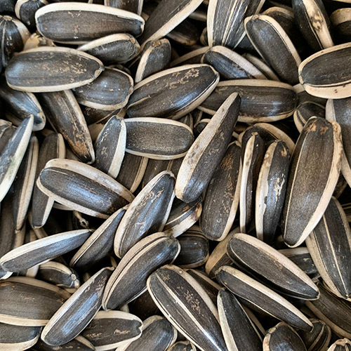 sunflower seed