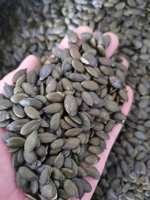 sunflower seed